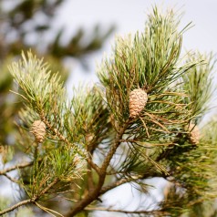 Pinus sylvestris - Skovfyr