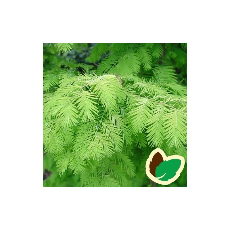 Metasequoia Glyptostroboides - Vandgran / 200-250 cm.