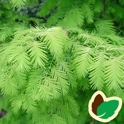 Metasequoia Glyptostroboides - Vandgran / 200-250 cm.