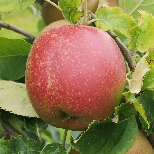 Æbletræ Belle De Boskoop - Stammeomkreds 16-18 cm. m. Klump - Malus domestica Belle de Boskoop