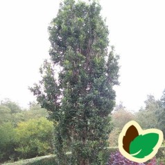 Quercus robur Fastigiata - Pyramideeg / 150-175 cm.