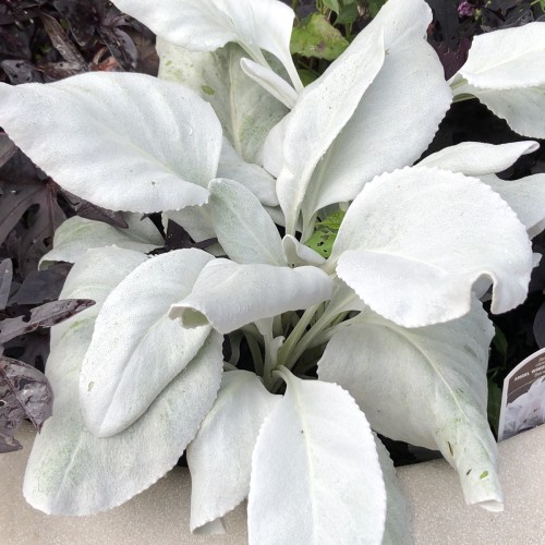 Sølvblad - Senecio 'Angel Wings'