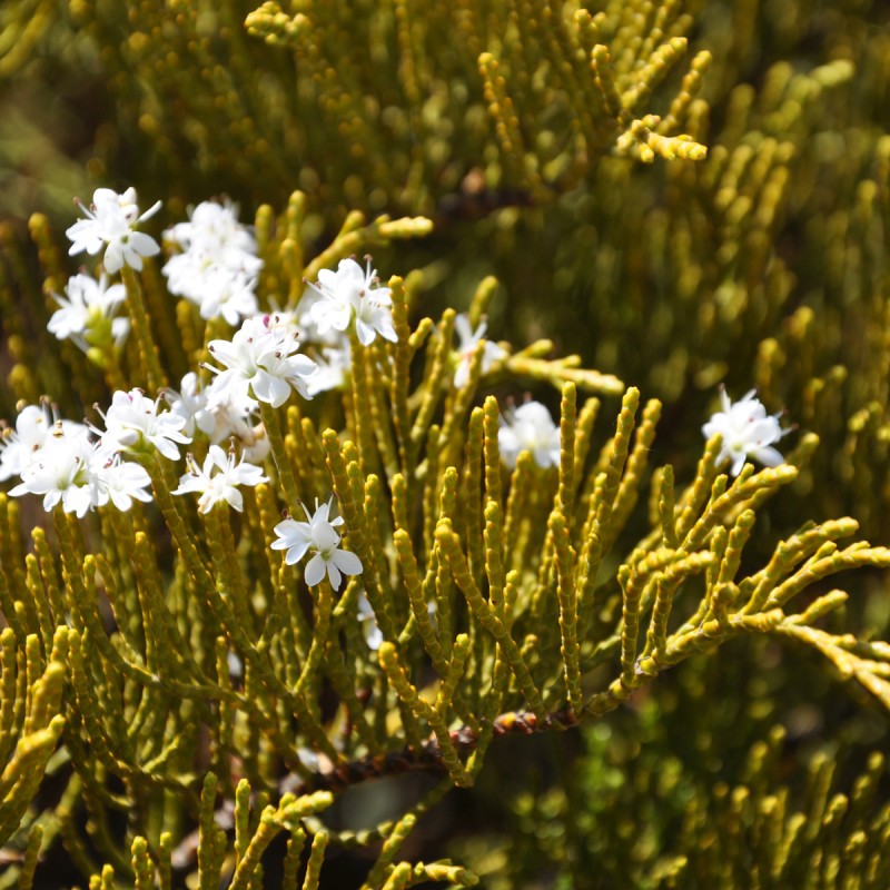 Hebe ochracea