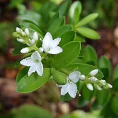 Hebe vernicosa