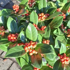 Vinterbær O'Berries Red 15+ -  Skimmia japonica O'Berries Red