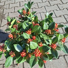 Vinterbær O'Berries Red 15+ -  Skimmia japonica O'Berries Red