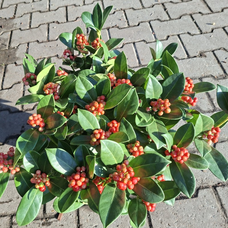 Vinterbær O'Berries Red 15+ -  Skimmia japonica O'Berries Red