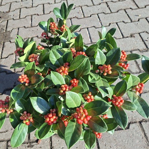 Vinterbær O'Berries Red 15+ -  Skimmia japonica O'Berries Red