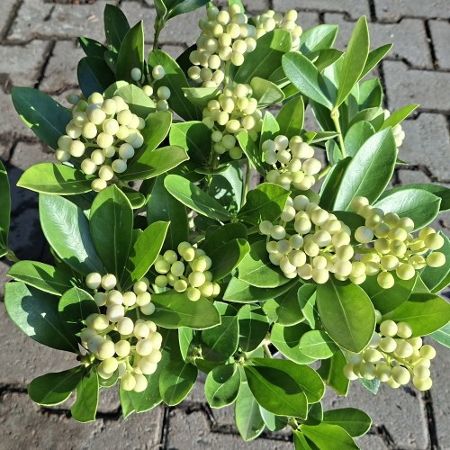 Vinterbær O'Berries White 15+ - Skimmia japonica O'Berries White