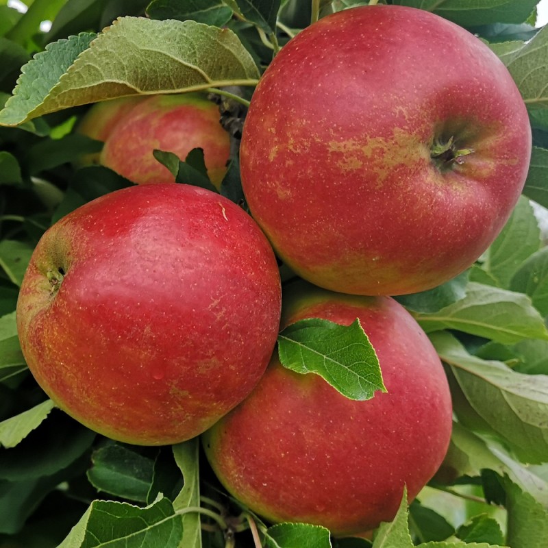 Æbletræ Rød Elstar - Stammeomkreds 8-10 cm. m. Klump - Malus domestica Rød Elstar (Elshof)