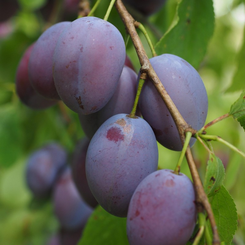 Blommetræ Hanita - Stammeomkreds 8-10 cm. m. Klump - Prunus domestica Hanita