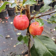 Paradisæble Hyslop 325-375 cm. / Stammeomkreds 14-16 cm. m. Klump - Malus hybrid Hyslop