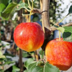 Paradisæble Hyslop 325-375 cm. / Stammeomkreds 14-16 cm. m. Klump - Malus hybrid Hyslop