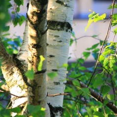 Vortebirk - Stammeomkreds 10-12 cm. m. Klump - Betula pendula