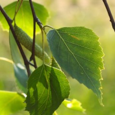 Vortebirk - Stammeomkreds 12-14 cm. m. Klump - Betula pendula