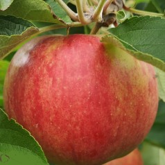 Æbletræ Rød Elstar - Stammeomkreds 16-18 cm. m. Klump - Malus domestica Rød Elstar (Elshof)
