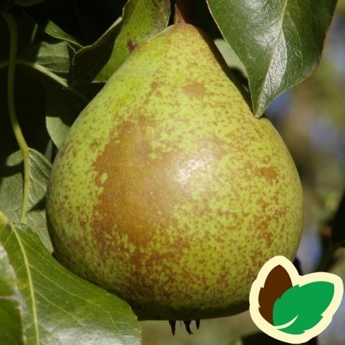 Pæretræ Herrepære