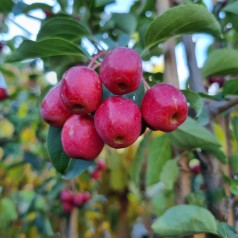 Paradisæble Brændkjær 3,25-3,75 meter m. Klump / Stammeomkreds 14-16 cm. - Malus hybrid Braendkjaer