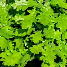 Vintereg Agder - Stammeomkreds 18-20 cm. m. Klump - Quercus petraea (Frøkilde Agder)