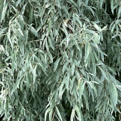 Sølvpil - Stammeomkreds 12-14 cm. m. Klump - Salix alba Sericea