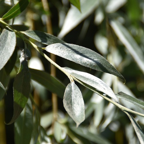 Sølvpil - Stammeomkreds 12-14 cm. m. Klump - Salix alba Sericea
