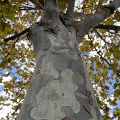 Platan Håkon - Stammeomkreds 10-12 cm. m. Klump - Platanus acerifolia Håkon