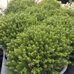 Hebe 'Emerald Gem'