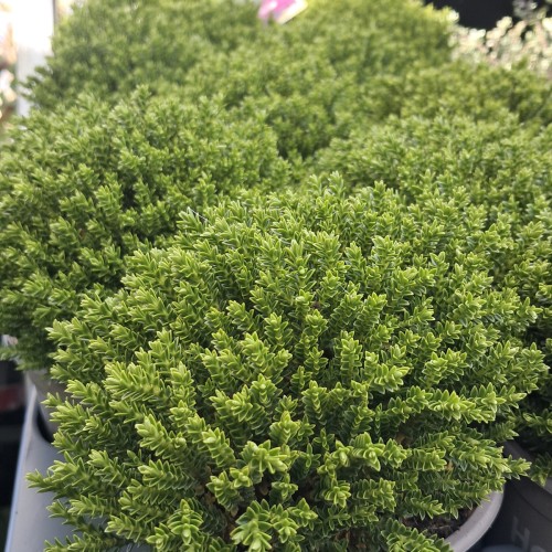 Hebe 'Emerald Gem'