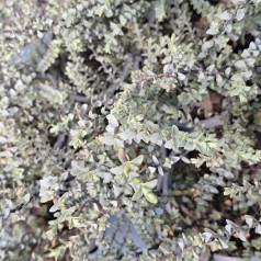 Hebe pimeleoides 'Quicksilver'