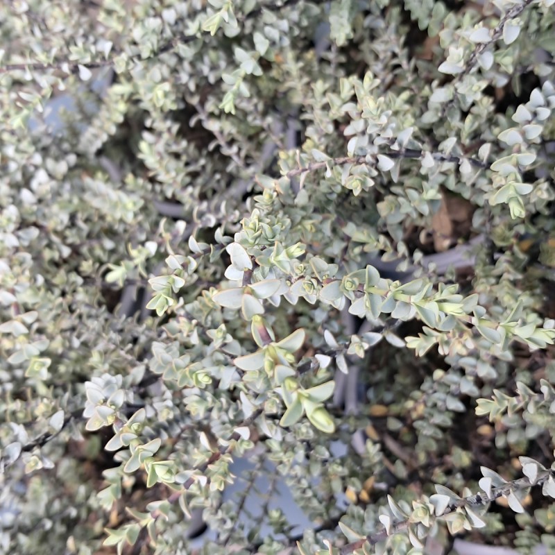 Hebe pimeleoides 'Quicksilver'