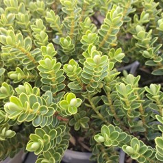 Hebe vernicosa