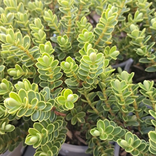 Hebe vernicosa