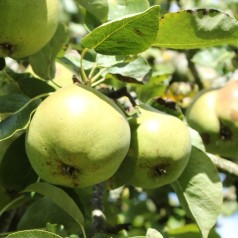 Kinesisk Pære Early Shu - Nashi Pære - Pyrus × bretschneideri Early Shu