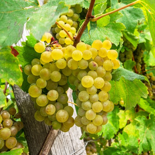 Vindrue Solaris 120 cm. - Vitis vinifera Solaris