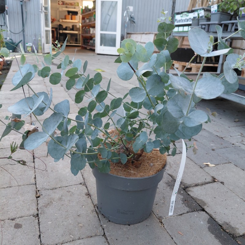 Eukalyptus busket 40-60 cm. - Eucalyptus gunnii