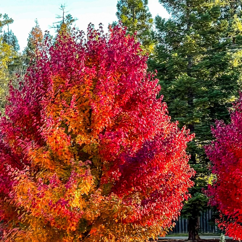 Løn Fairview Flame 80-100 cm. - Bundt med 25 stk. barrodsplanter - Acer rubrum Fairview Flame (Austep)