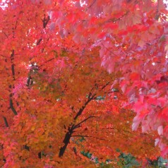 Løn October Glory 80-100 cm. - Bundt med 25 stk. barrodsplanter - Acer rubrum October Glory
