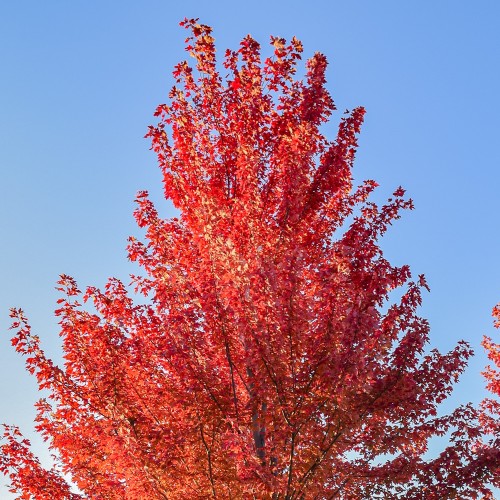 Løn Sun Vally 100-125 cm. - Bundt med 10 stk. barrodsplanter - Acer rubrum Sun Valley