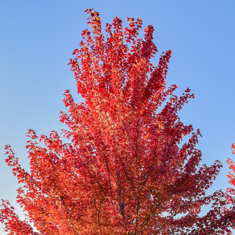 Løn Sun Vally 60-80 cm. - Bundt med 25 stk. barrodsplanter - Acer rubrum Sun Valley