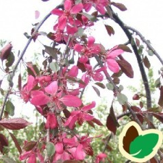 Malus Purpurea Royal Beauty - Hængende Paradisæble / 180 cm. stamme