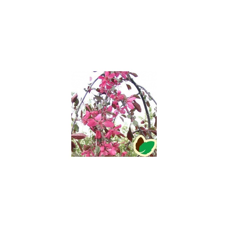 Malus Purpurea Royal Beauty - Hængende Paradisæble / 180 cm. stamme