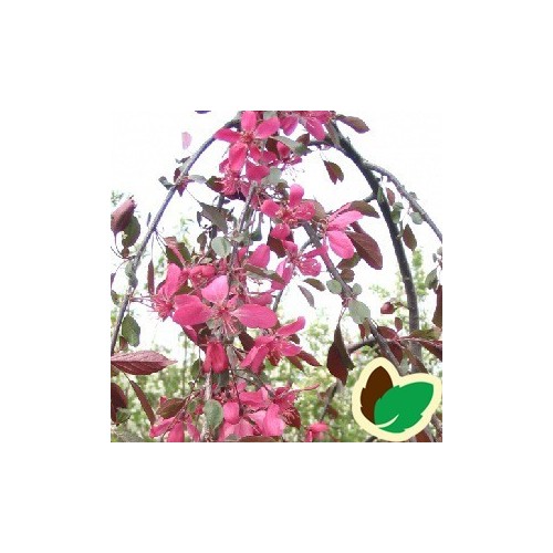 Malus Purpurea Royal Beauty - Hængende Paradisæble / 180 cm. stamme