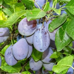Blommetræ Joganta - Prunus...