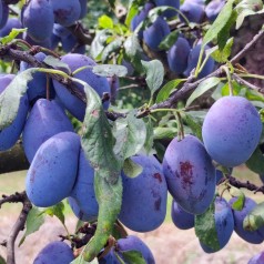 Blommetræ Jojo - Prunus...