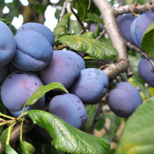 Blommetræ Haganta - Prunus domestica Haganta