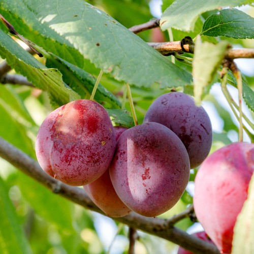 Blommetræ Excalibeur - Prunus domestica Excalibur