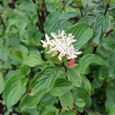 Rød Kornel 100-125 cm. - Bundt med 10 stk. barrodsplanter - Cornus sanguinea