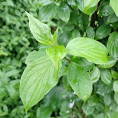 Rød Kornel 100-125 cm. - Bundt med 10 stk. barrodsplanter - Cornus sanguinea