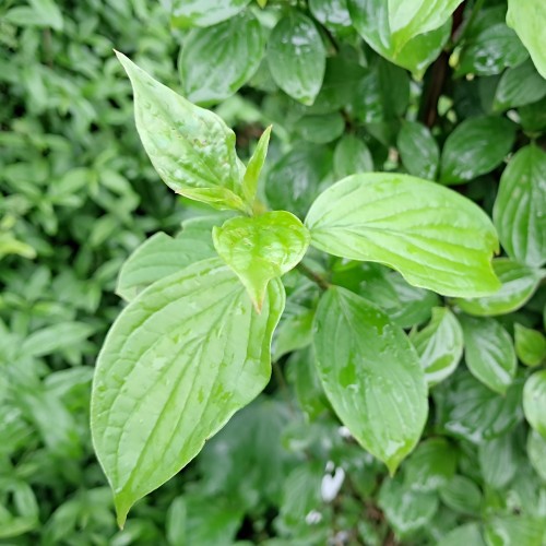 Rød Kornel 100-125 cm. - Bundt med 10 stk. barrodsplanter - Cornus sanguinea