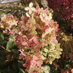 Syrenhortensia Phantom 80-100 cm. - Bundt med 25 stk. barrodsplanter - Hydrangea paniculata Phantom
